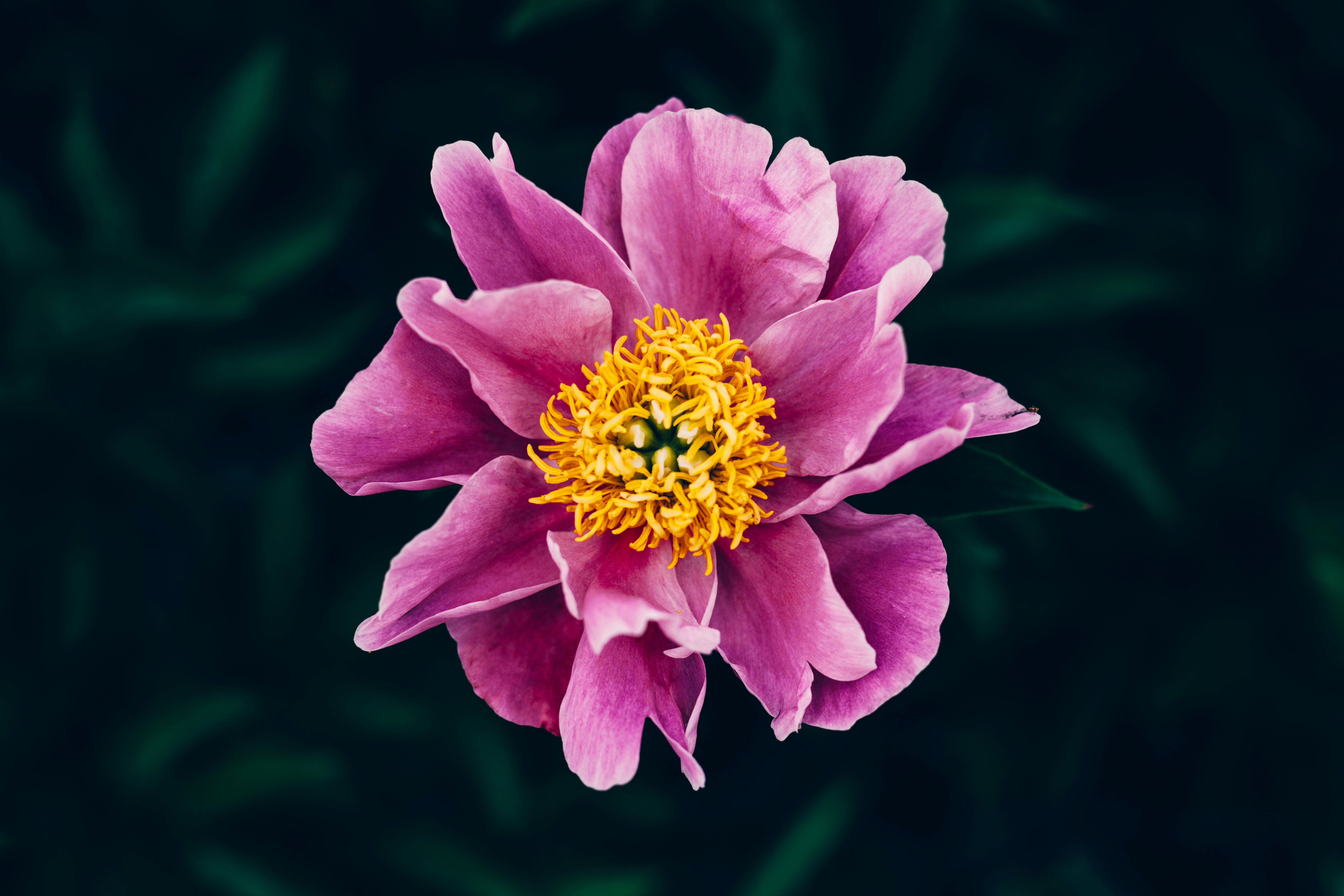 purple petaled flower in selective focus photography